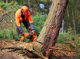 Best Tree Disease Treatment  in Hermiston, OR